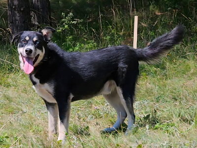 Rufus sucht SEINE Familie, Mischling - Rüde