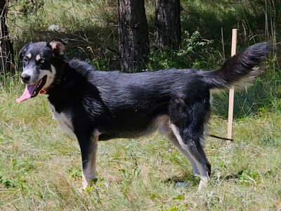 Rufus sucht SEINE Familie, Mischling - Rüde