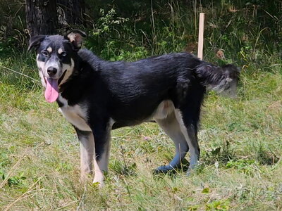 Rufus sucht SEINE Familie, Mischling - Rüde