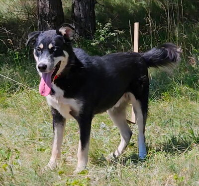 Rufus sucht SEINE Familie, Mischling - Rüde