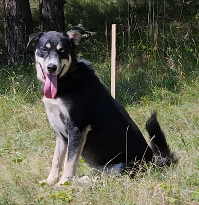 Rufus sucht SEINE Familie, Mischling - Rüde