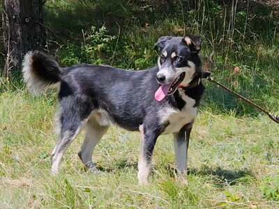 Rufus sucht SEINE Familie, Mischling - Rüde