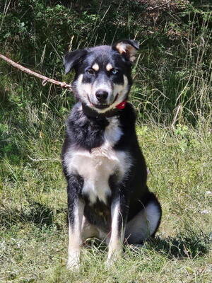Rufus sucht SEINE Menschen