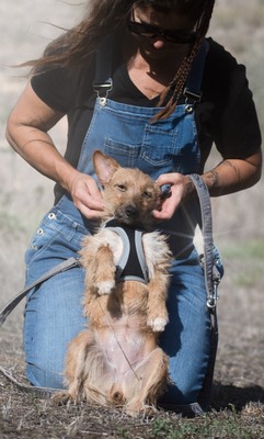 Ruggine - ein Seelchen, Mischling - Hündin
