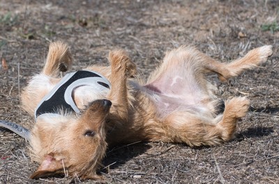 Ruggine - ein Seelchen, Mischling - Hündin