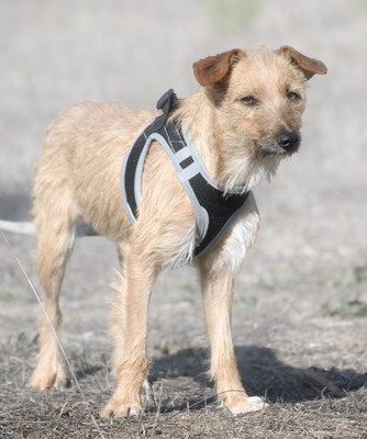 Ruggine - ein Seelchen, Mischling - Hündin