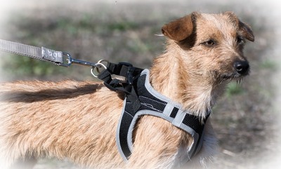 Ruggine - ein Seelchen, Mischling - Hündin