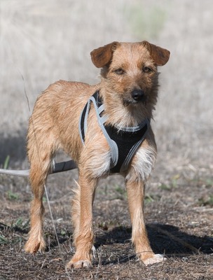 Ruggine - ein Seelchen, Mischling - Hündin