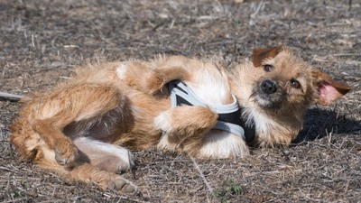 Ruggine - ein Seelchen, Mischling - Hündin
