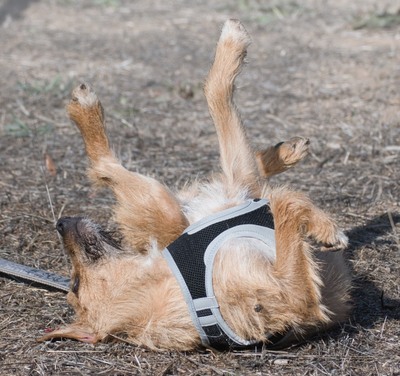 Ruggine - ein Seelchen, Mischling - Hündin