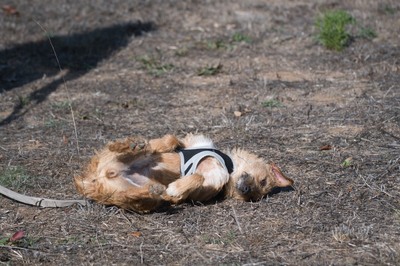 Ruggine - ein Seelchen, Mischling - Hündin