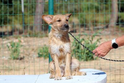 Ruggine - ein Seelchen, Mischling - Hündin