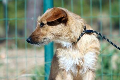 Ruggine - ein Seelchen, Mischling - Hündin