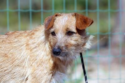 Ruggine - ein Seelchen, Mischling - Hündin