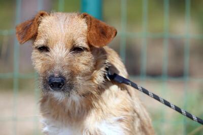 Ruggine - ein Seelchen, Mischling - Hündin