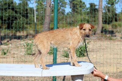 Ruggine - ein Seelchen, Mischling - Hündin