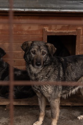 Ruhige Gefährtin sucht warmes Körbchen