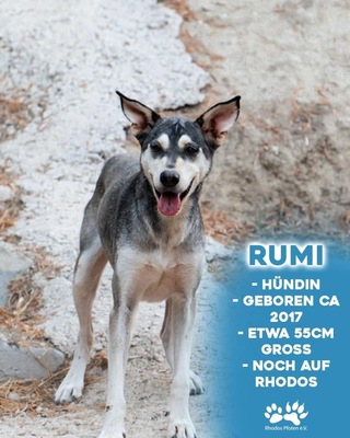 Rumi, Husky-Mix - Hündin