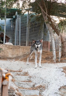 Rumi, Husky-Mix - Hündin