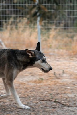 Rumi, Husky-Mix - Hündin