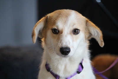 Rumi, Mischling - Hündin