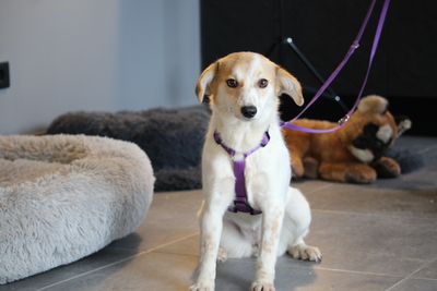 Rumi, Mischling - Hündin