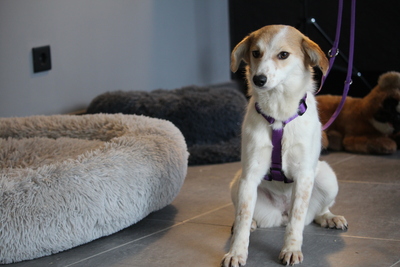 Rumi, Mischling - Hündin