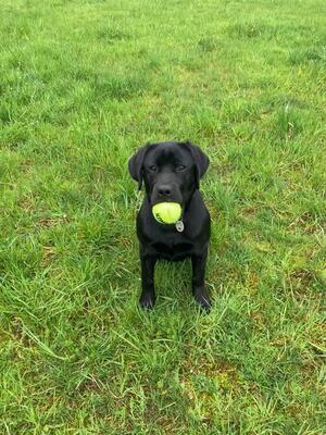 Runa, Labrador - Hündin