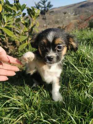 Ruppo möchte gerne sein eigenes Zuhause, Chihuahua-Dackel-Mix Welpen - Rüde