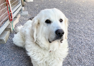 Rusalka - freundlich, ruhig, Kuvasz - Hündin