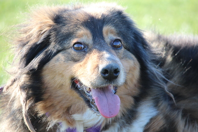 Rusina, Mischling - Hündin