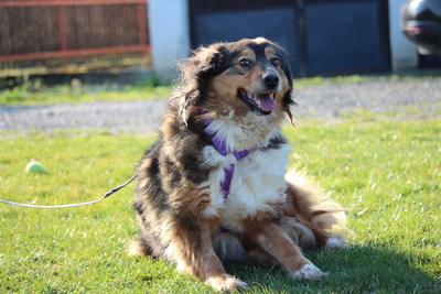 Rusina, Mischling - Hündin