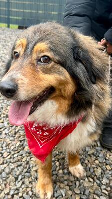 Rusina, Mischling - Hündin