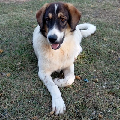 Russel - freundlich, aufgeschlossen & sehr angenehm 😘, Mix - Rüde