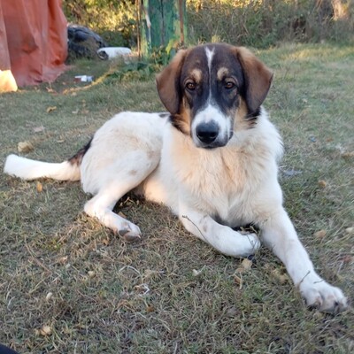 Russel - freundlich, aufgeschlossen & sehr angenehm 😘, Mix - Rüde