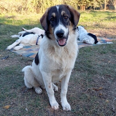 Russel - freundlich, aufgeschlossen & sehr angenehm 😘, Mix - Rüde