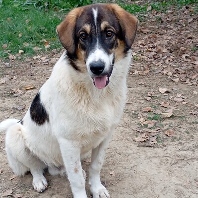 Russel - freundlich, aufgeschlossen & sehr angenehm 😘, Mix - Rüde