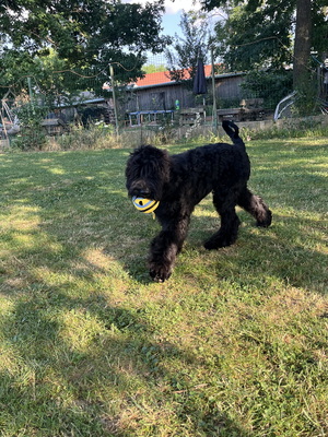 Russischer Schwarzer Terrier Welpen - Hündin