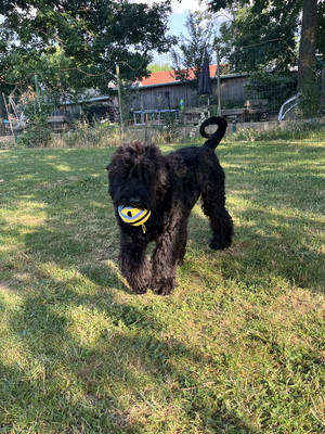 Russischer Schwarzer Terrier Welpen - Hündin