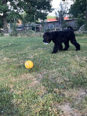 Russischer Schwarzer Terrier Welpen - Hündin