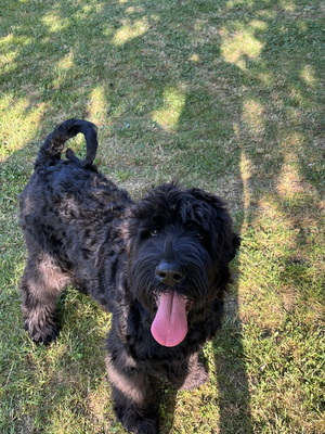 Russischer Schwarzer Terrier Welpen - Hündin