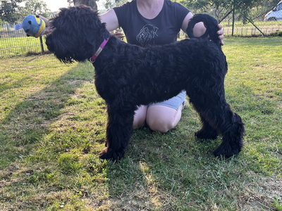 Russischer Schwarzer Terrier Welpen - Hündin