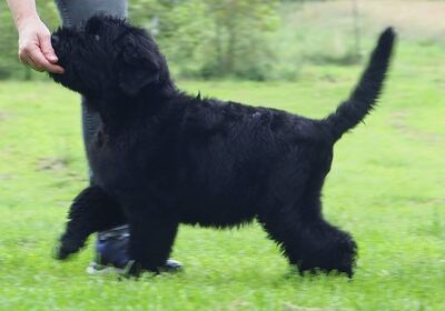 Russischer Schwarzer Terrier Welpen - Rüde