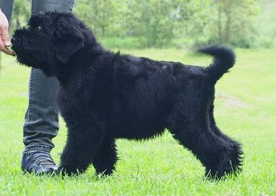 Russischer Schwarzer Terrier Welpen - Rüde