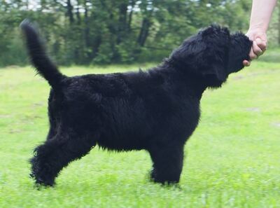 Russischer Schwarzer Terrier Welpen - Rüde