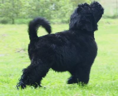 Russischer Schwarzer Terrier Welpen - Rüde
