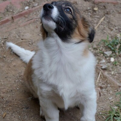 Rusty - ein unfassbar freundlicher und besonnener kleiner Mann / Reserviert, griech. Schäferhund Mix Welpen - Rüde