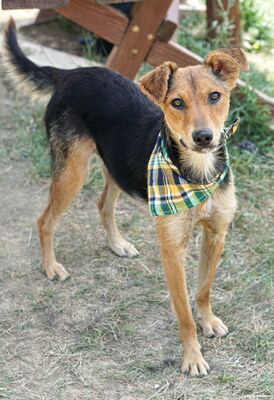 SALLY - R E S E R V I E R T !!!!! sehr gutmütig, verschmust und verspielt, bewegungsfreudig, lebenslustig, zutraulich, Mischling (Video auf HP) - Hündin