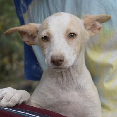 SAM - Ubeda, Podenco - unkastriert Welpen - Rüde