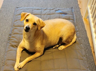 SAMILA, Pinschermischling - Hündin